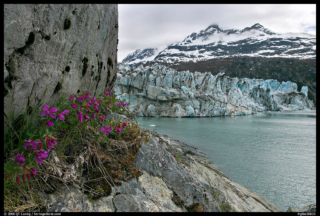 Rock ledge with dwarf fireweed, Lamplugh glacier, and Mt Cooper. Glacier Bay National Park, Alaska, USA.