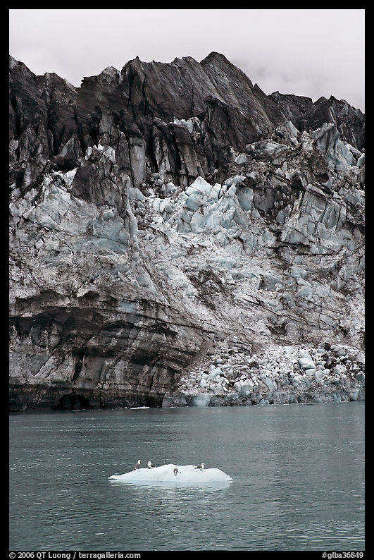 Iceberg, seabirds, and front of Margerie Glacier with black ice. Glacier Bay National Park, Alaska, USA.
