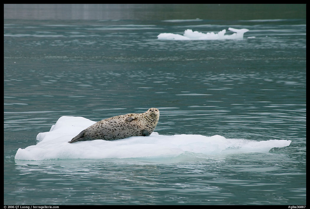Seal hauled out on iceberg. Glacier Bay National Park, Alaska, USA.