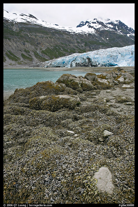 Beach with seaweed exposed at low tide in Reid Inlet. Glacier Bay National Park, Alaska, USA.