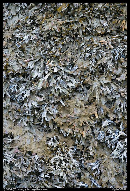 Seaweed close-up. Glacier Bay National Park, Alaska, USA.