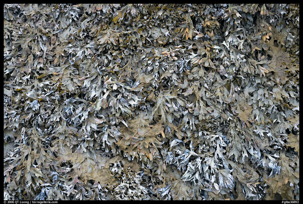 Close-up of seaweed. Glacier Bay National Park, Alaska, USA.