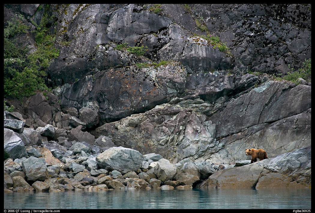 Grizzly bear on rocks by the water. Glacier Bay National Park, Alaska, USA.