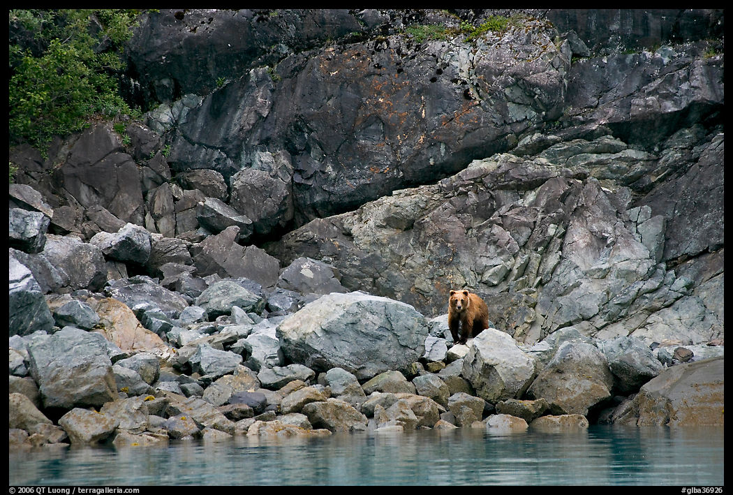 Grizzly bear and boulders by the water. Glacier Bay National Park, Alaska, USA.