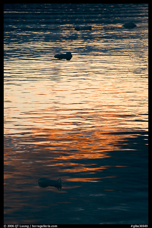 Icebergs and ripples at sunset, Tarr Inlet. Glacier Bay National Park, Alaska, USA.