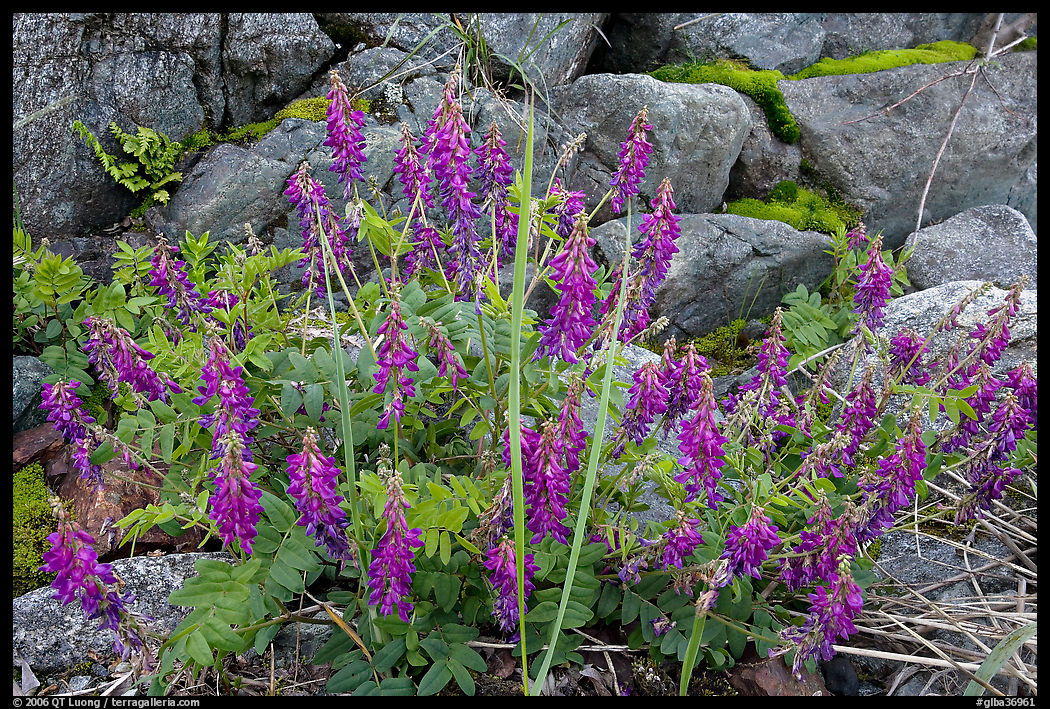 Fireweed and boulders. Glacier Bay National Park, Alaska, USA.