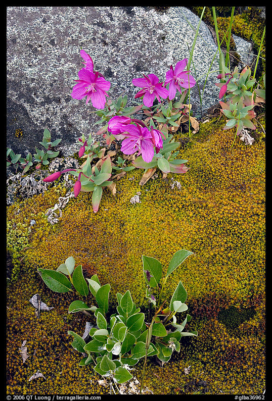 Moss, dwarf fireweed, and rock. Glacier Bay National Park, Alaska, USA.