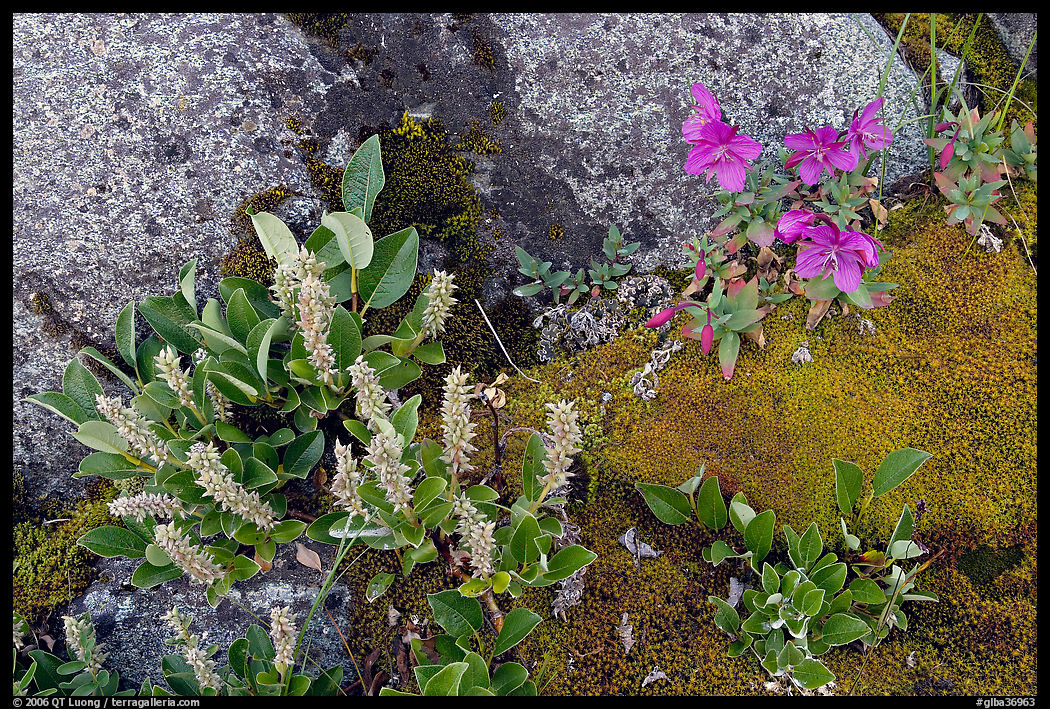 Moss, dwarf fireweed, and rocks. Glacier Bay National Park, Alaska, USA.