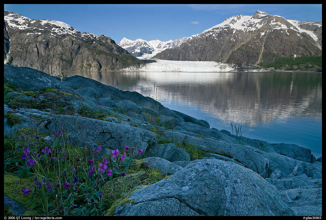 Dwarf fireweed, with Mount Fairweather and Margerie Glacier across bay. Glacier Bay National Park, Alaska, USA.