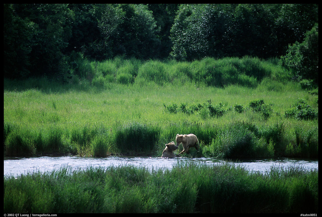 Brown bears in Brooks river. Katmai National Park