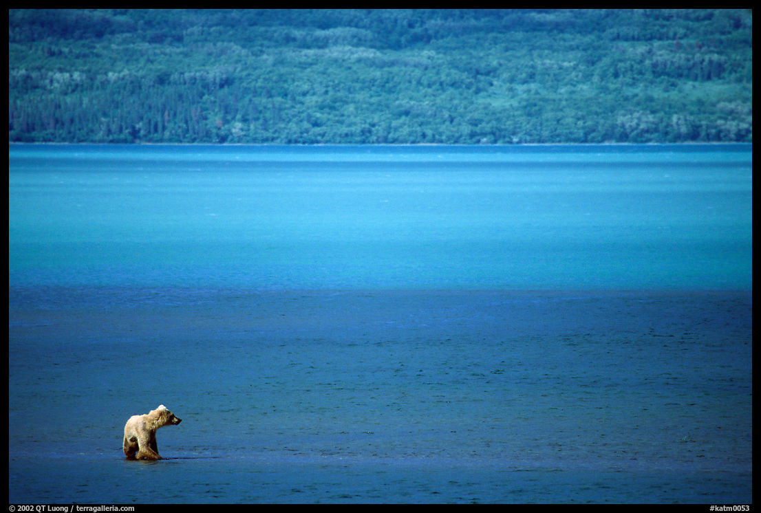 Brown bear in shallows waters of Naknek lake. Katmai National Park