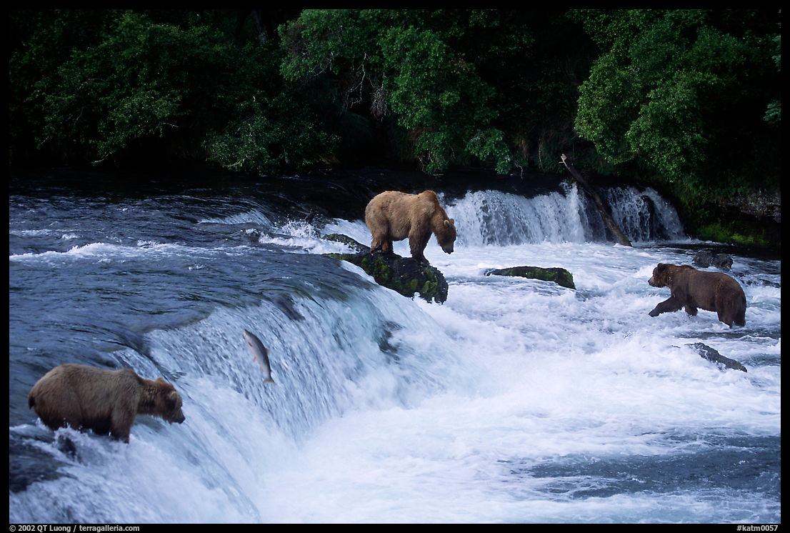Overview of Brown bears fishing at the Brooks falls. Katmai National Park, Alaska, USA.