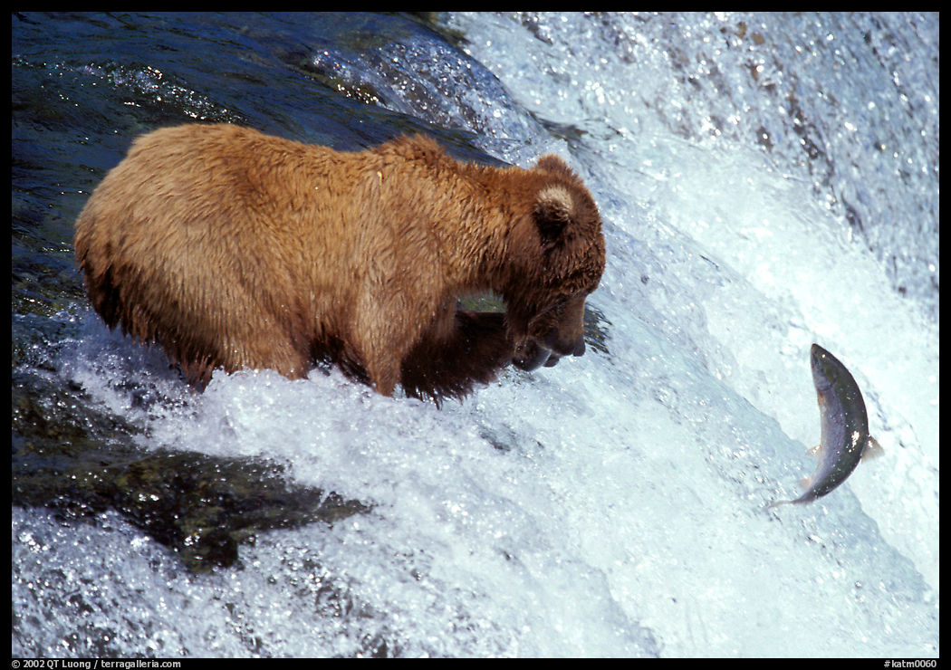 Alaskan Brown bear trying to catch leaping salmon at Brooks falls. Katmai National Park, Alaska, USA.