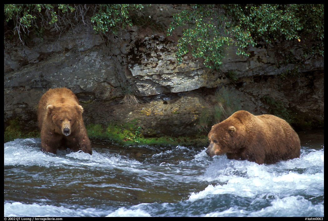 Brown bears (scientific name: ursus arctos) fishing at the Brooks falls. Katmai National Park, Alaska, USA.