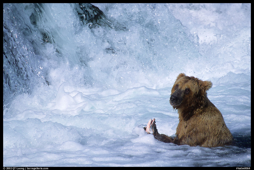 Alaskan Brown bear (Ursus arctos) fishing at the base of Brooks falls. Katmai National Park, Alaska, USA.