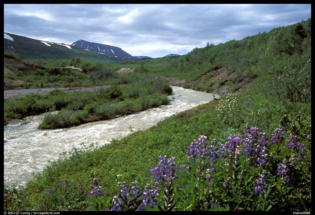 Wildflowers and Lethe river at the edge of the Valley of Ten Thousand smokes. Katmai National Park, Alaska, USA.