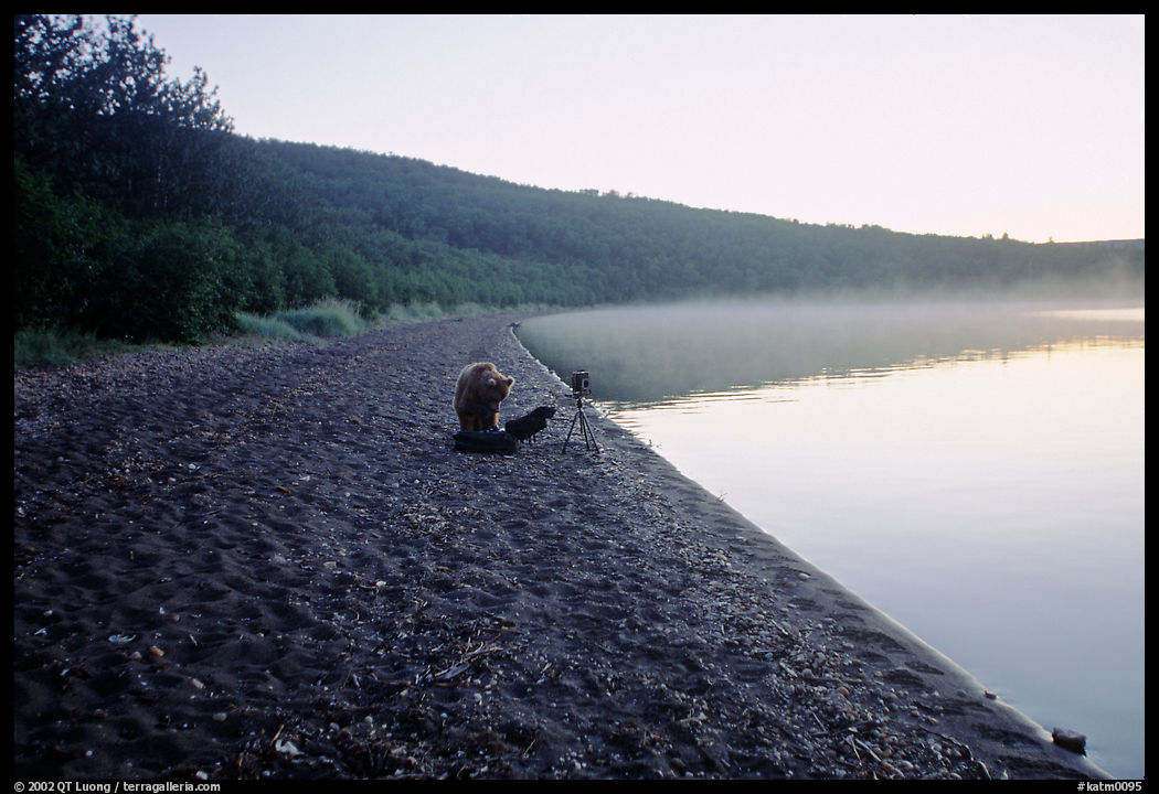 A brown bears plays with a photographer's equipment. Katmai National Park, Alaska, USA.