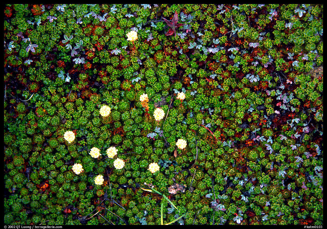 Close-up of tiny plants and flowers, Valley of Ten Thousand smokes. Katmai National Park, Alaska, USA.