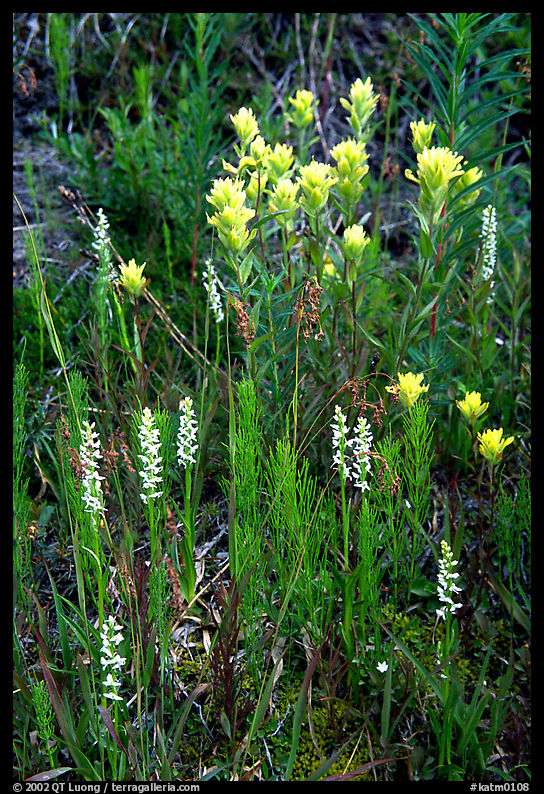 Yellow paintbrush and orchid flowers. Katmai National Park, Alaska, USA.