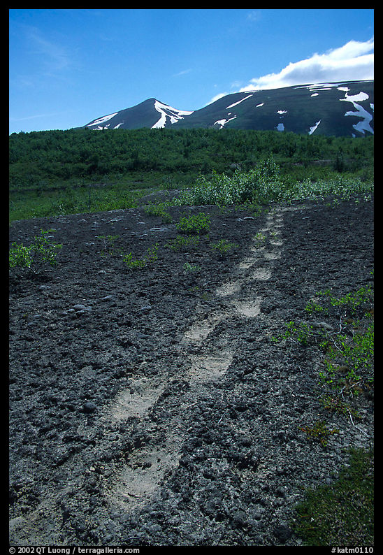 Big bear tracks in the ash, Valley of Ten Thousand smokes. Katmai National Park, Alaska, USA.