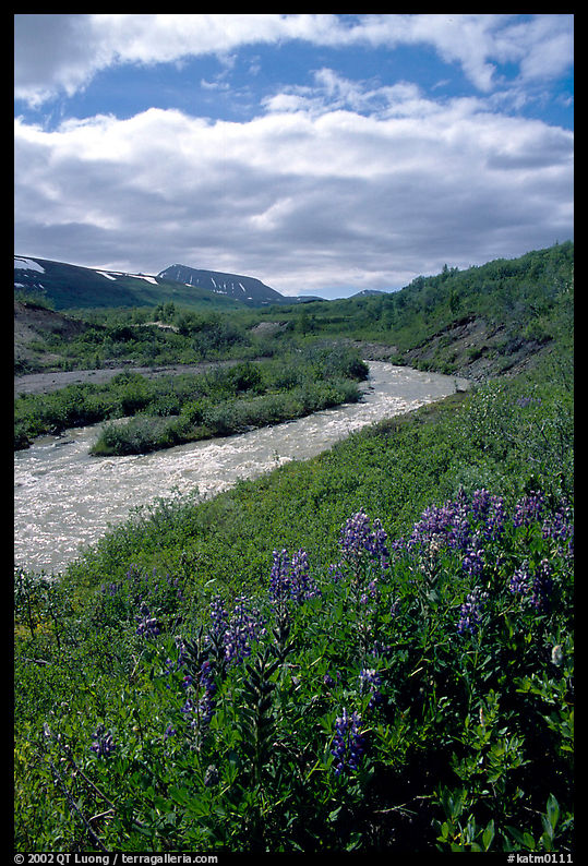 Lupine and Lethe river on the edge of the Valley of Ten Thousand smokes. Katmai National Park, Alaska, USA.