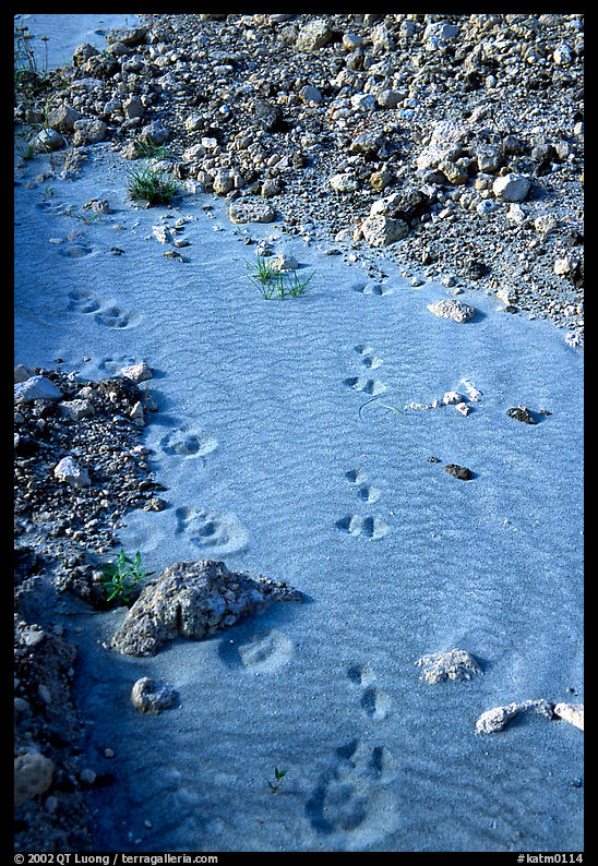 Close-up of animal tracks in fine ash, Valley of Ten Thousand smokes. Katmai National Park, Alaska, USA.