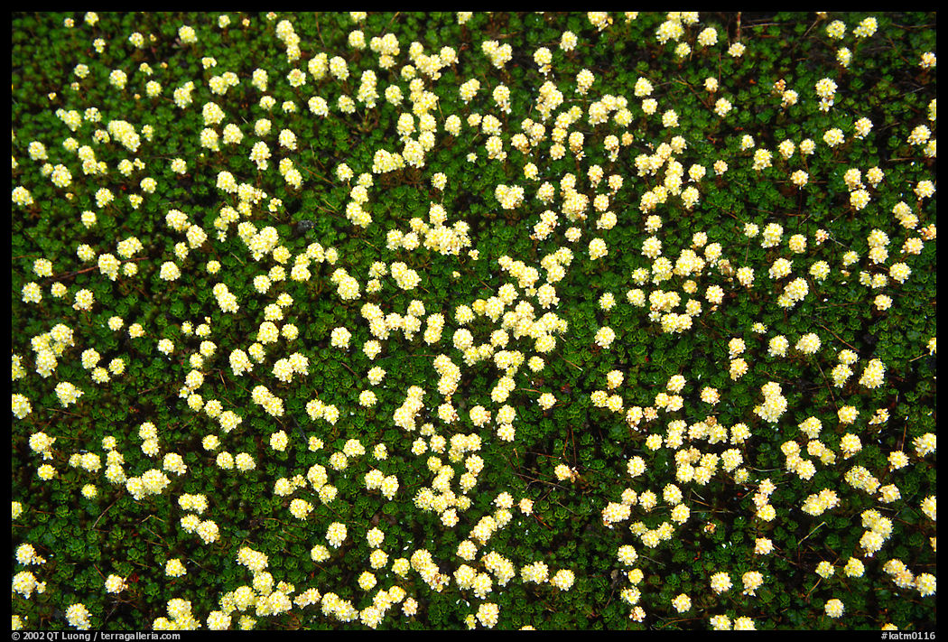 Tiny plants begin to reestablish themselves in the Valley of Ten Thousand smokes. Katmai National Park, Alaska, USA.