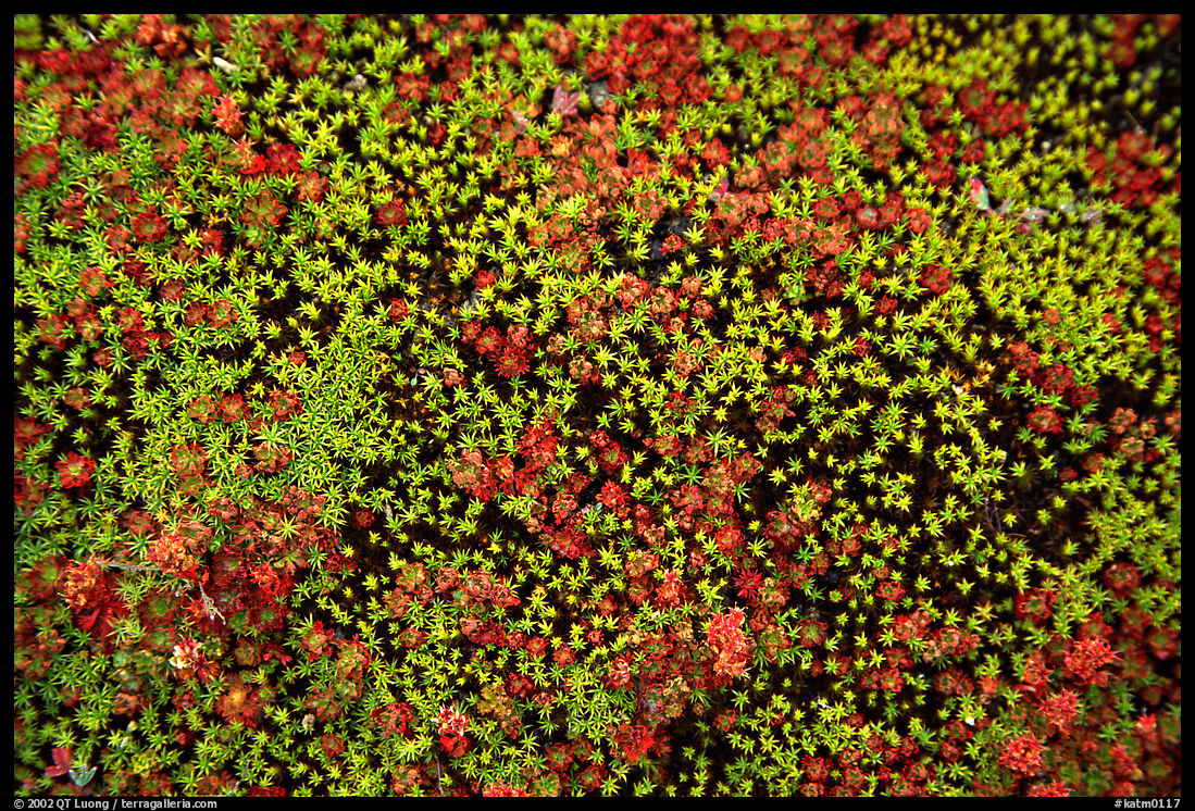 Close-up of tiny plants in the Valley of Ten Thousand smokes. Katmai National Park, Alaska, USA.