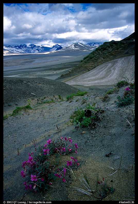 Wildflowers grow on ash at the limit of the Valley of Ten Thousand smokes. Katmai National Park