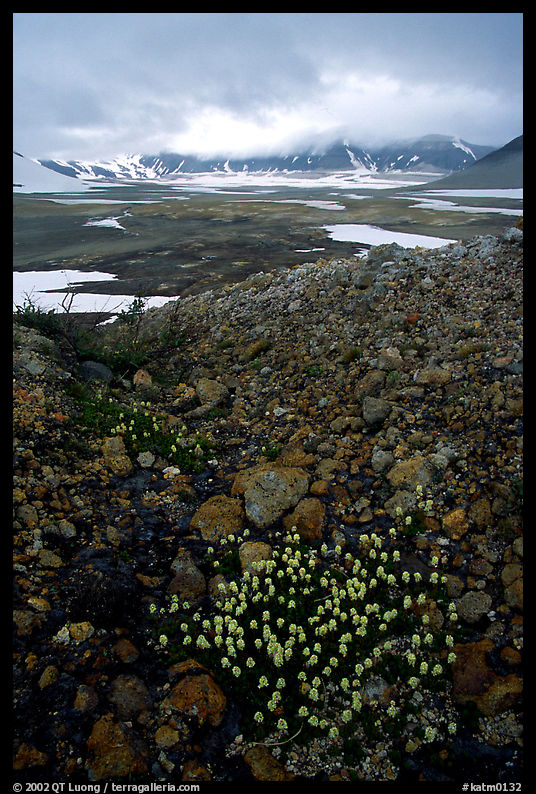 Pumice and wildflowers, Valley of Ten Thousand smokes. Katmai National Park, Alaska, USA.