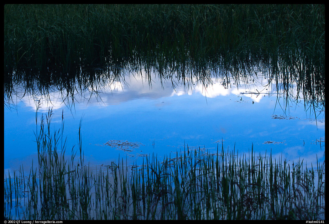 Reflexions in pond near Brooks camp. Katmai National Park, Alaska, USA.