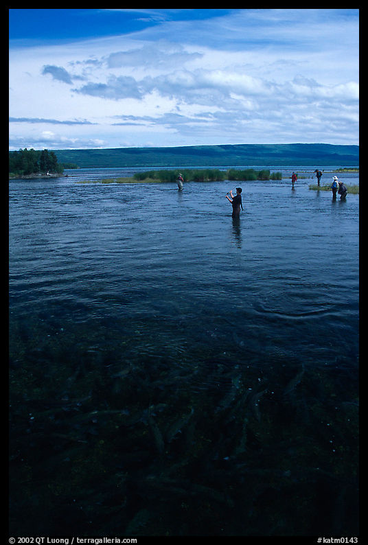 Fishermen in the Brooks river. Katmai National Park, Alaska, USA.