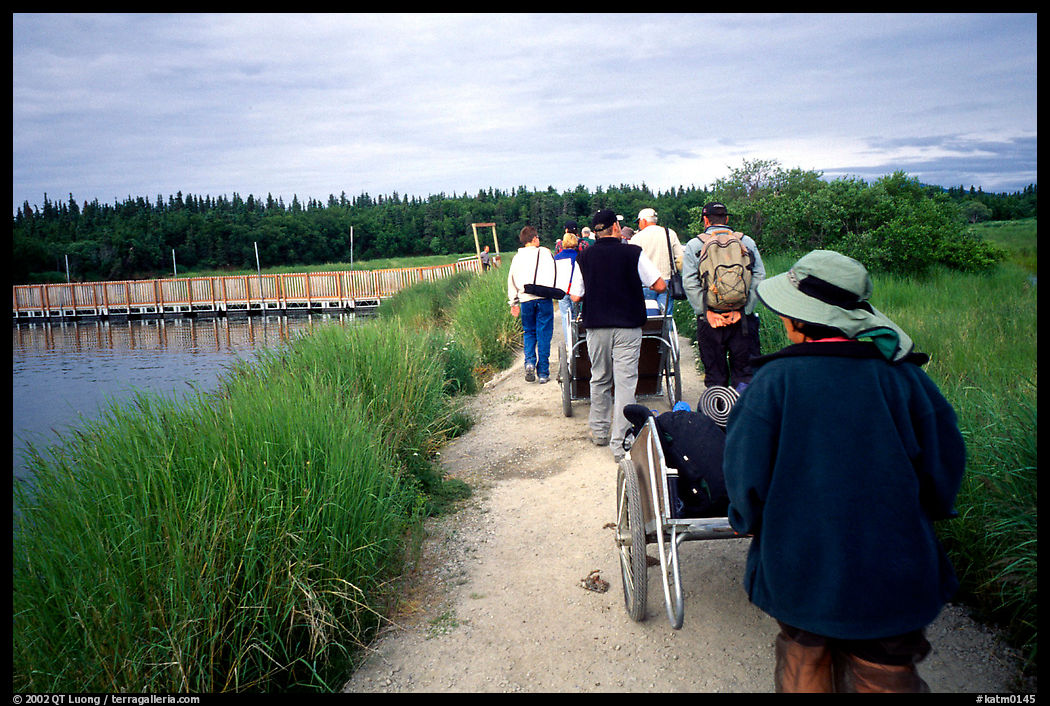 Group heading towards Brooks falls. Katmai National Park, Alaska, USA.