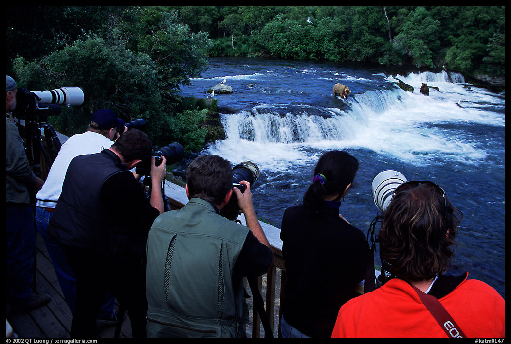 Bear viewing. Katmai National Park, Alaska, USA.