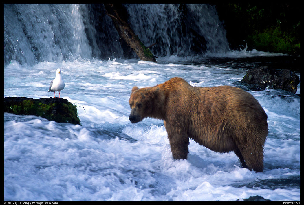 Brown bear and bird at the base of Brooks falls. Katmai National Park, Alaska, USA.