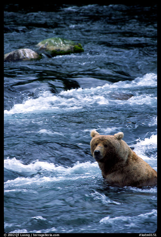 Alaskan Brown bear (Ursus arctos) fishing for salmon at Brooks falls. Katmai National Park, Alaska, USA.