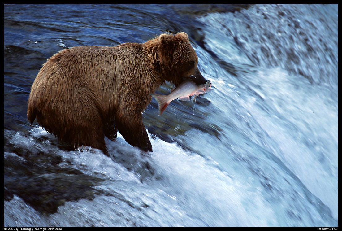 Alaskan Brown bear with catch  at Brooks falls. Katmai National Park, Alaska, USA.