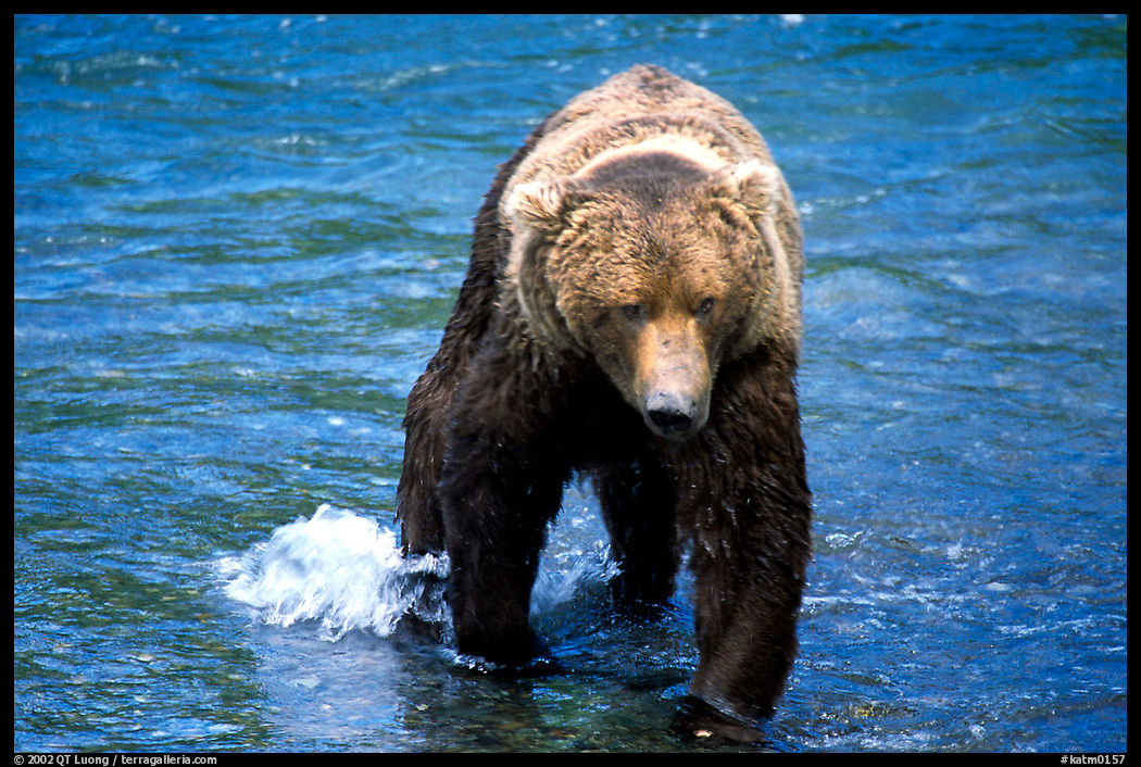 Alaskan Brown bear in the Brooks river. Katmai National Park, Alaska, USA.