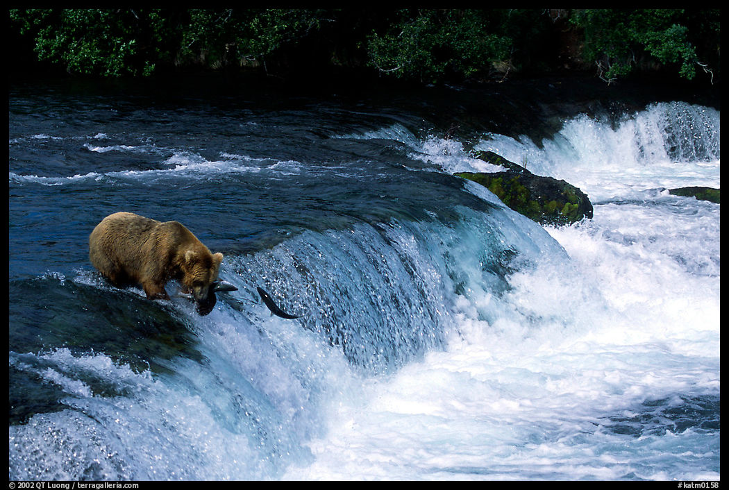 Overview of Brooks falls. Katmai National Park, Alaska, USA.