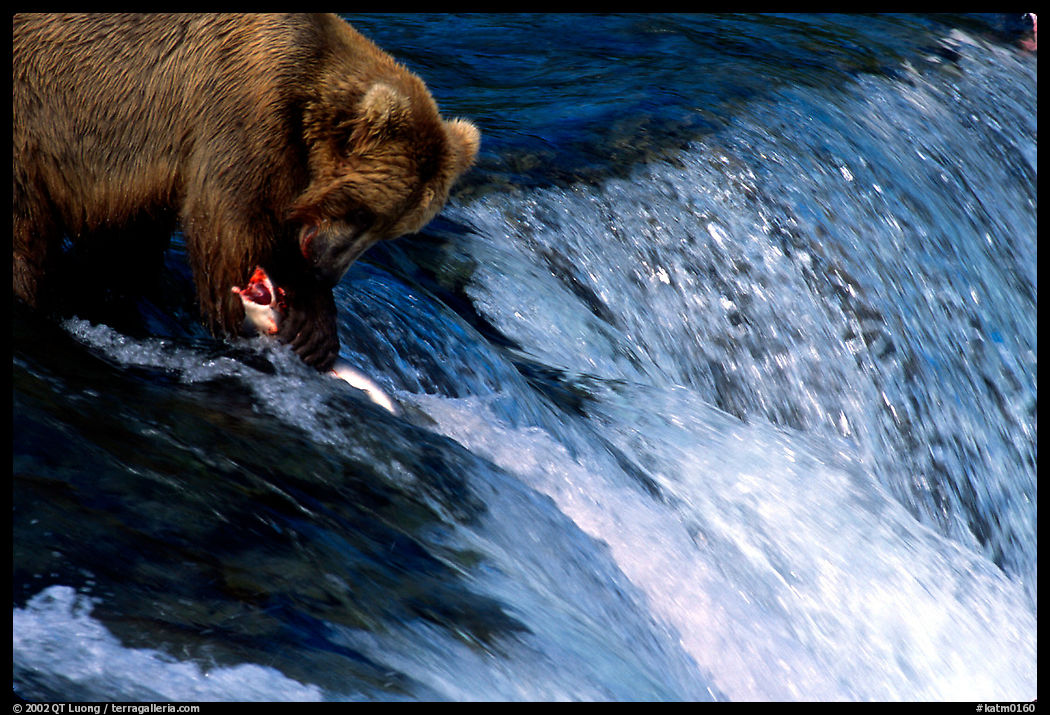 Brown bear (Ursus arctos) holding salmon with leg at Brooks falls. Katmai National Park, Alaska, USA.