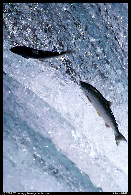 Leaping salmon at Brooks falls. Katmai National Park, Alaska, USA.