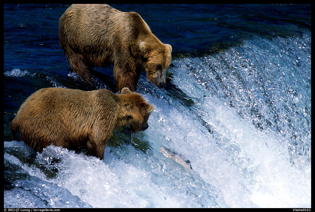 Two Brown bears trying to catch leaping salmon at Brooks falls. Katmai National Park, Alaska, USA.