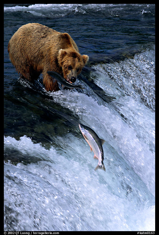 Brown bear watching a salmon jumping out of catching range at Brooks falls. Katmai National Park, Alaska, USA.