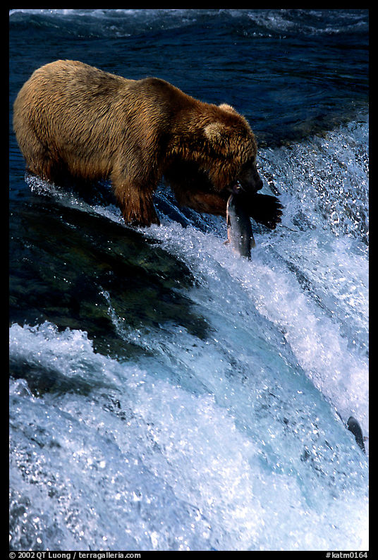 Alaskan Brown bear with caught salmon at Brooks falls. Katmai National Park, Alaska, USA.