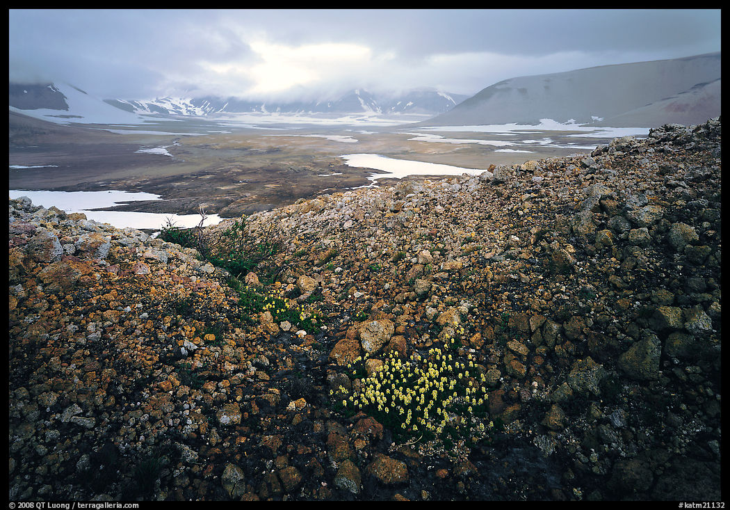 Wildflowers, pumice, and distant peaks in storm, Valley of Ten Thousand smokes. Katmai National Park, Alaska, USA.