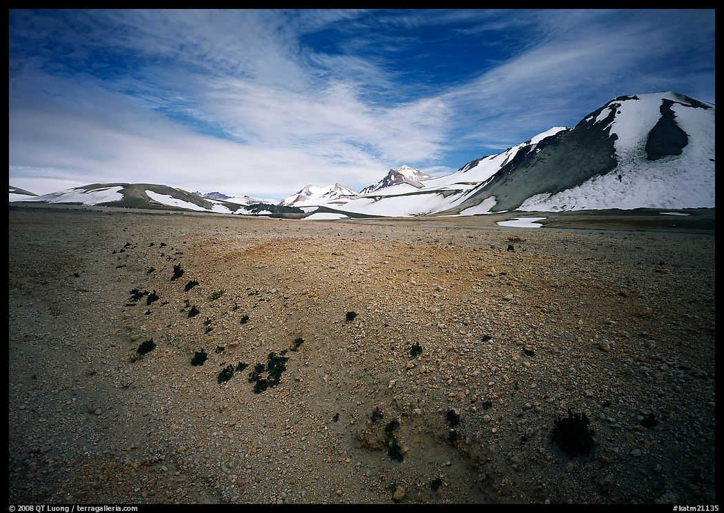 Rare plants growing out of the ash of Valley of Ten Thousand smokes. Katmai National Park, Alaska, USA.