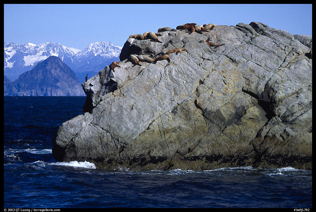 Rock with cormorant and sea lions in Aialik Bay. Kenai Fjords  National Park, Alaska, USA.