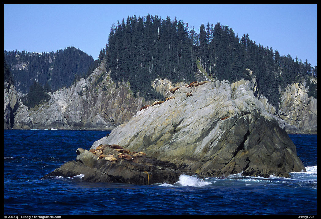 Sea lions on rock in Aialik Bay. Kenai Fjords  National Park, Alaska, USA.