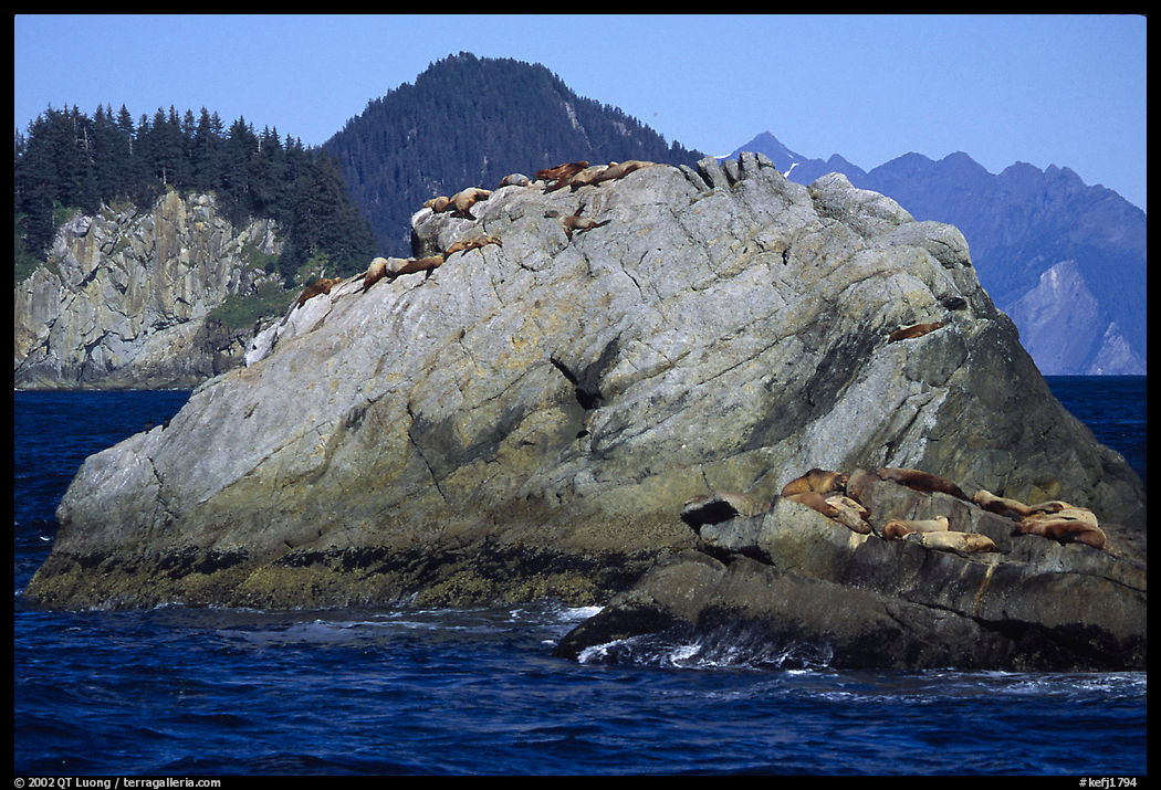 Rock with sea lions in Aialik Bay. Kenai Fjords  National Park