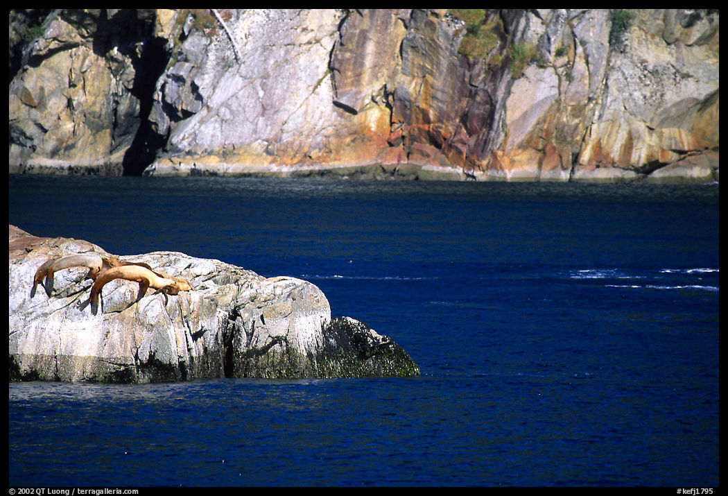 Rock with sea lions in Aialik Bay. Kenai Fjords  National Park